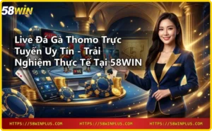 Đá gà thomo truyền thống - hình ảnh trường gà Thomo